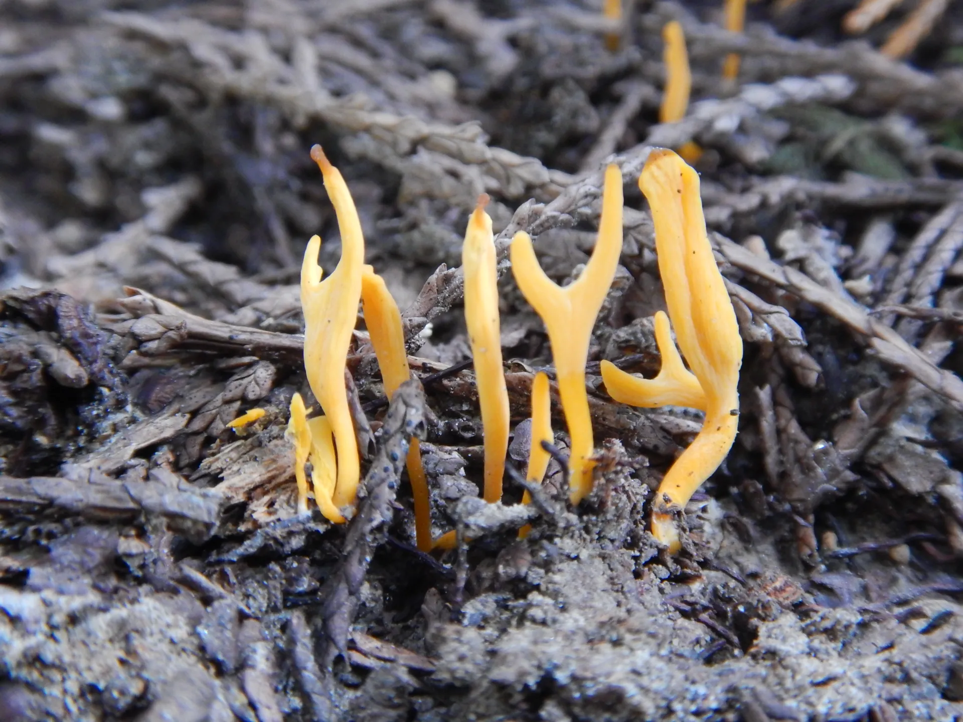 Clavulinopsis luteoalba, 21-08-28